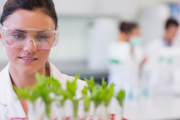 Scienziato femminile con le piante giovani al laboratorio