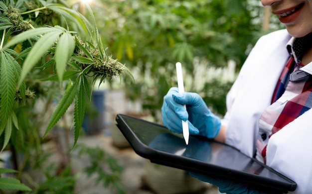 Female scientists researchers examine cannabis leave and record the result on digital tablet Cannabis cultivation experiments and the legal cultivation of cannabis plants