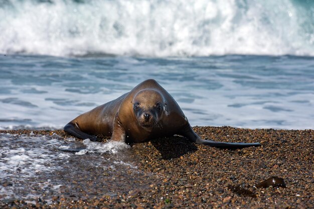 Female sea lion on the beach