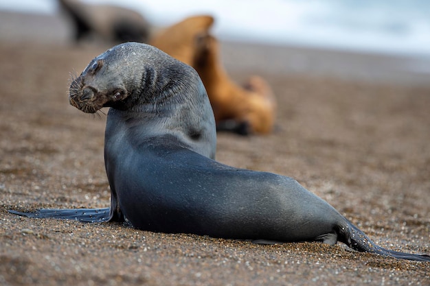 Female sea lion on the beach