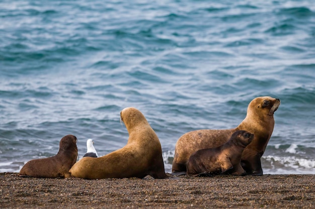 Female Sea Lion mother and pup Peninsula Valdes Patagonia Argentina