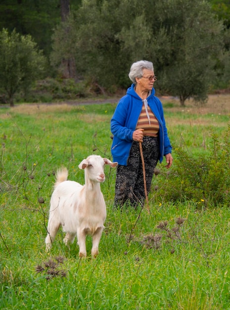 A female shepherd grazes goats in a meadow in an olive garden on the Greek island of Evia in Greece