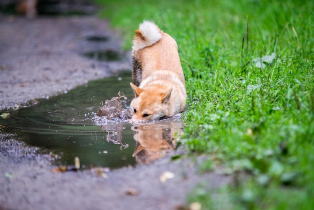 水たまりの雌柴犬犬