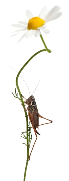 Female shield-back katydid - platycleis tessellata