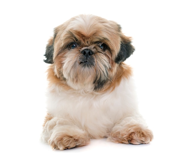 Photo female shih tzu