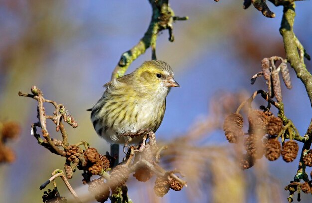 Female sisking feeding on seeds in a tree