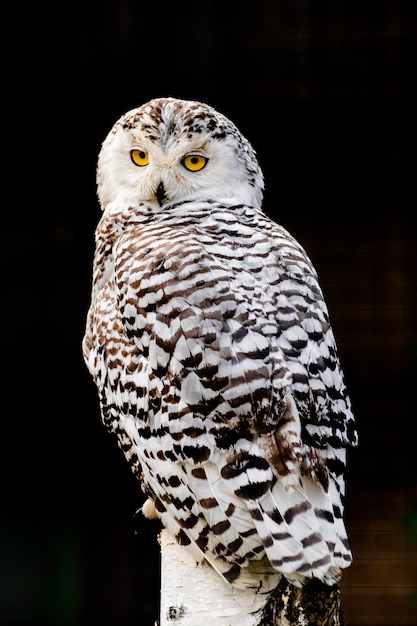 Female snowy owl (bubo scandiacus)