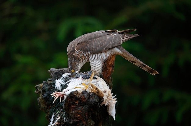 Female sparrowhawk on her kill at a woodland feeding site