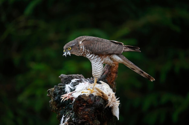 Female sparrowhawk on her kill at a woodland feeding site