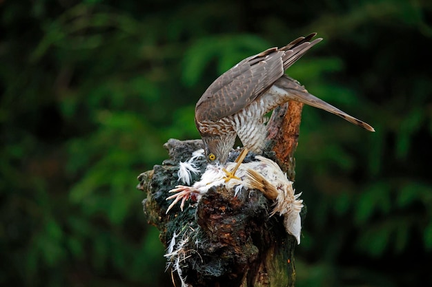 Female sparrowhawk on her kill at a woodland feeding site