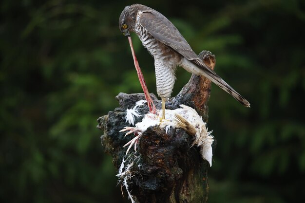 Female sparrowhawk on her kill at a woodland feeding site