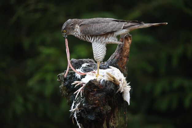 Female sparrowhawk on her kill at a woodland feeding site