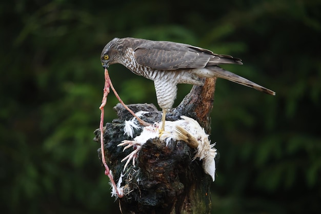 Female sparrowhawk on her kill at a woodland feeding site