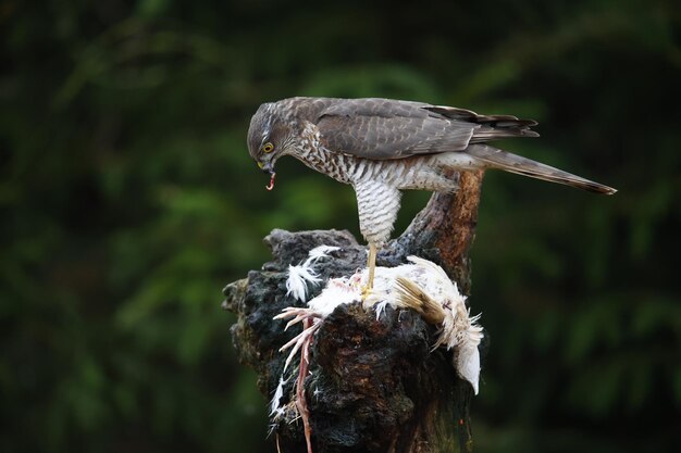 Female sparrowhawk on her kill at a woodland feeding site