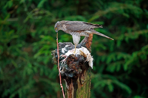 Female sparrowhawk on her kill at a woodland feeding site