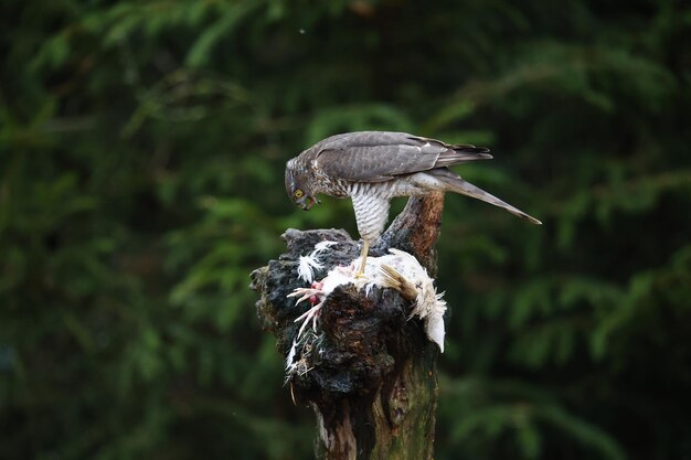 Female sparrowhawk on her kill at a woodland feeding site