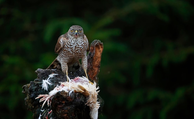 Female sparrowhawk on her kill at a woodland feeding site