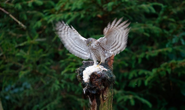 Female sparrowhawk on her kill at a woodland feeding site