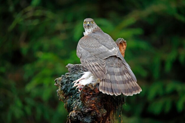 Female sparrowhawk with kill in the woods