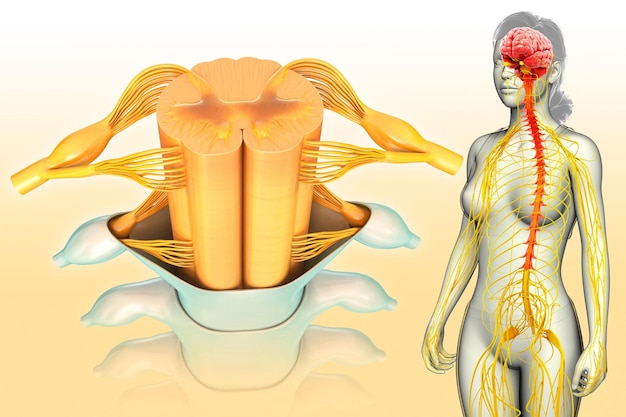 Photo female spinal cord crosssection illustration