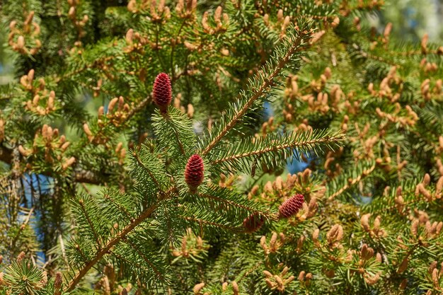 Female spruce cone in a city park Spruce cones ripen