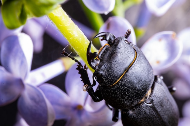 Female stag beetle on a flower in early spring.