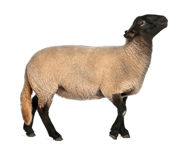 Photo female suffolk sheep, ovis aries, 2 years old, standing in front of white background