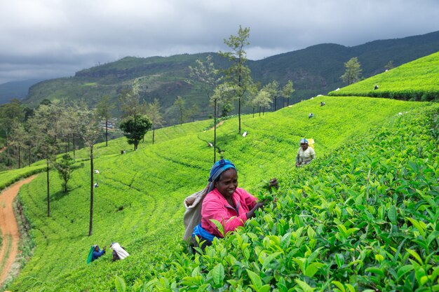 Female tea picker in tea plantation in Mackwoods