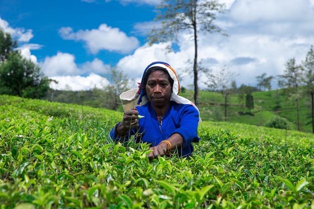 Female tea picker in tea plantation in Mackwoods