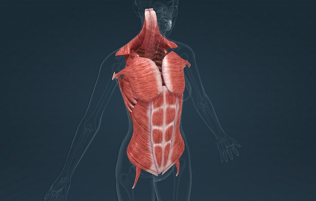 Female Trunk muscles are the muscles that cover the trunk