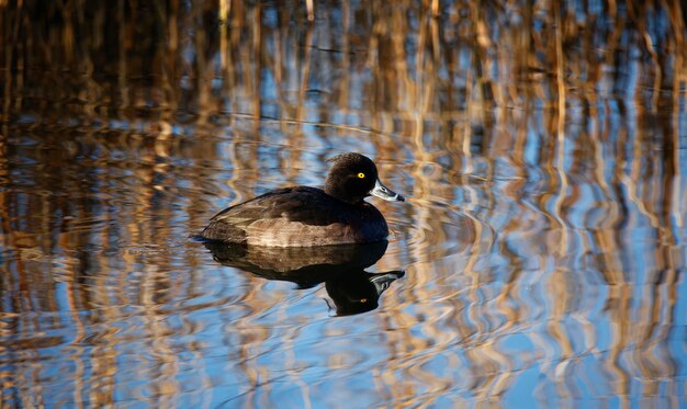 Female tufted duck swimming on a pond in bright spring sunshine