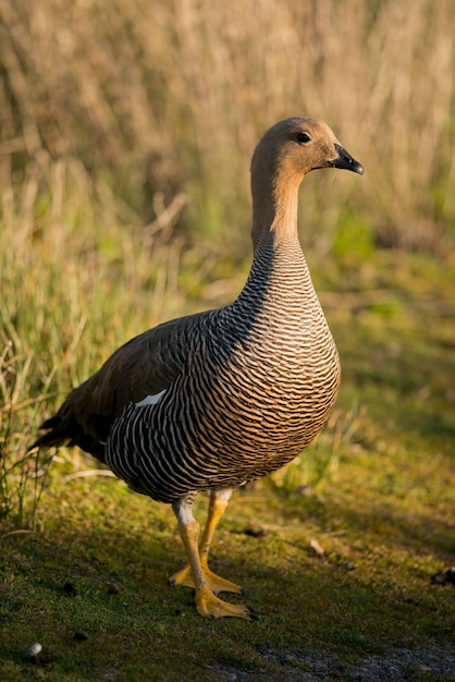 Photo female upland goose