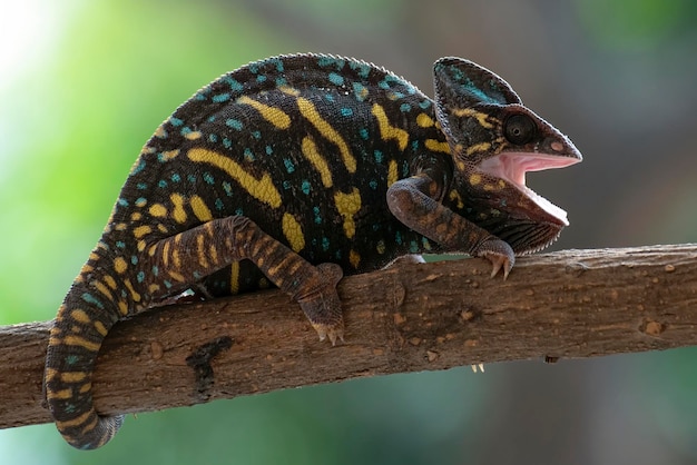 Female veiled chameleon seems angry