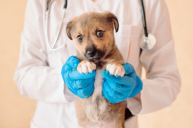 Female vet doctor in blue gloves holding cute little puppy