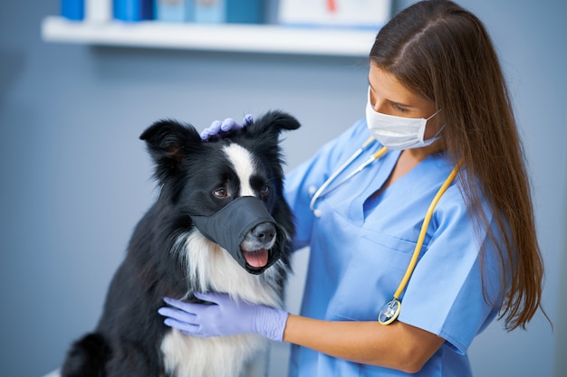 female vet examining a dog in clinic