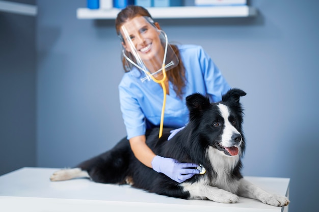 female vet examining a dog in clinic