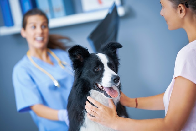 female vet examining a dog in clinic