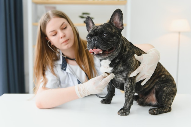 Female Vet Examining French Bulldog With Stethoscope