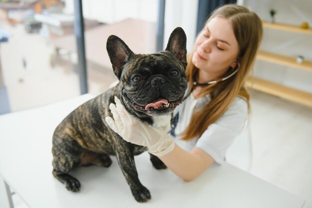 Female Vet Examining French Bulldog With Stethoscope