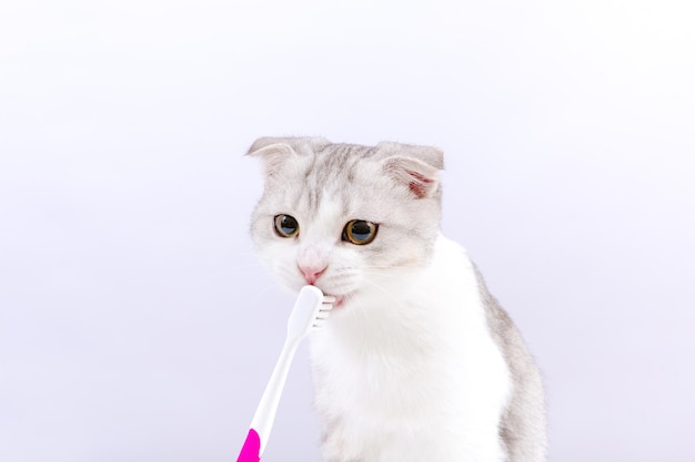 Photo female vet holding toothbrush for cats in her hands oral hygiene for animals white background