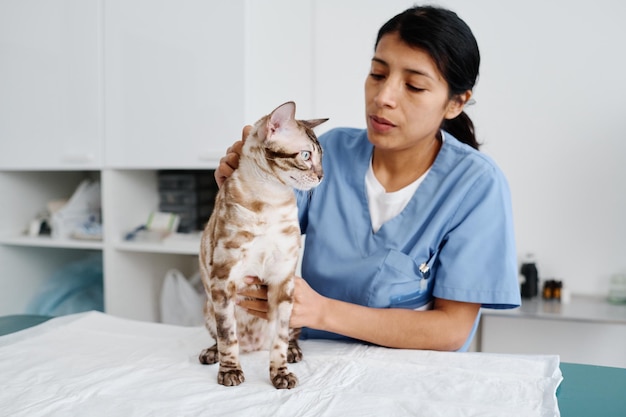 Female vet palpating cat