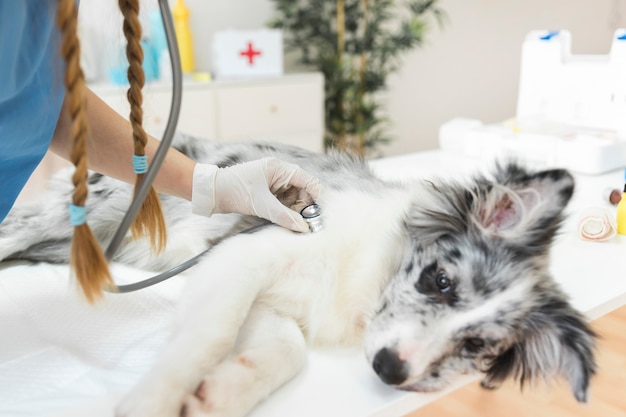 Female veterinarian checking dog with stethoscope on table in clinic