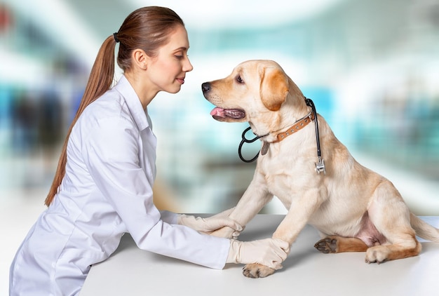 Female veterinarian checking up the dog