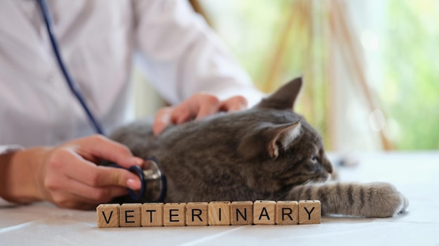 Female veterinarian diagnostics cat by stethoscope in clinic\
close up of cat with vet doctor