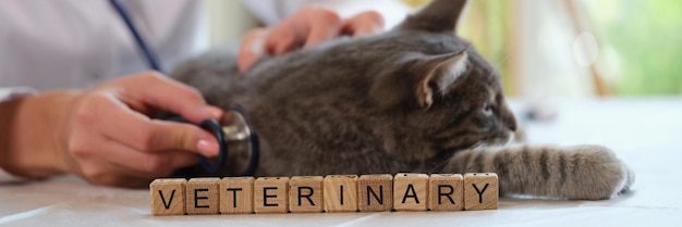 Женщина-ветеринар диагностирует кошку стетоскопом в клинике крупным планом кошки с ветеринарным врачом