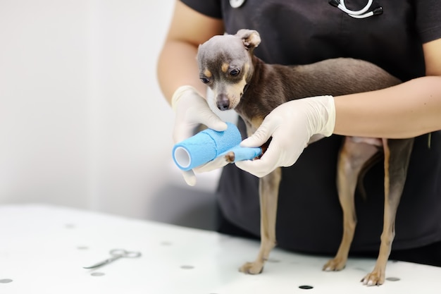 동물 병원에서 검사하는 동안 여성 수의사