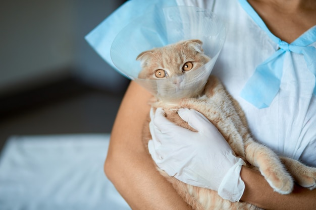 Female veterinarian doctor is holding on her hands a cat with plastic cone collar after castration, Veterinary Concept.