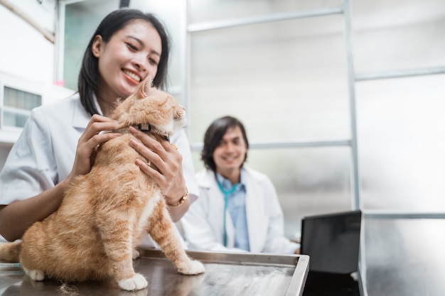 Female veterinarian examines the neck of a cat on a table, sitting male vet next to her