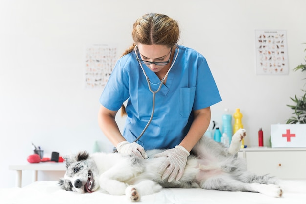 Фото Женский ветеринар, осмотрев собаку со стетоскопом в клинике