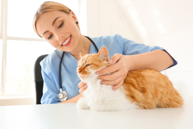 Female veterinarian examining cute cat in clinic